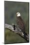 Bald Eagle-Ken Archer-Mounted Photographic Print