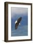 Bald Eagle-Ken Archer-Framed Photographic Print