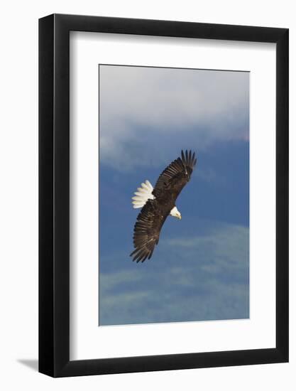 Bald Eagle-Ken Archer-Framed Photographic Print