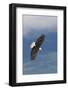 Bald Eagle-Ken Archer-Framed Photographic Print