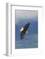 Bald Eagle-Ken Archer-Framed Photographic Print