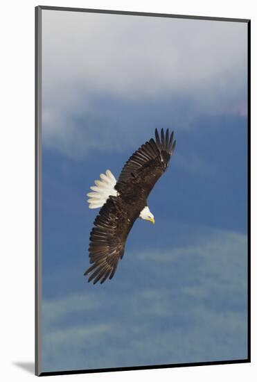 Bald Eagle-Ken Archer-Mounted Photographic Print