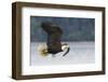 Bald Eagle-Ken Archer-Framed Photographic Print