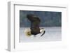 Bald Eagle-Ken Archer-Framed Photographic Print