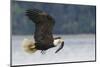 Bald Eagle-Ken Archer-Mounted Photographic Print