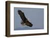 Bald Eagle-Ken Archer-Framed Photographic Print