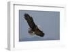 Bald Eagle-Ken Archer-Framed Photographic Print