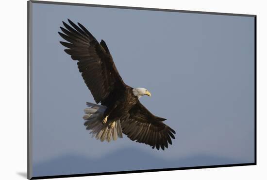 Bald Eagle-Ken Archer-Mounted Photographic Print