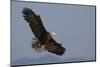 Bald Eagle-Ken Archer-Mounted Photographic Print