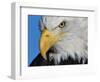 Bald Eagle-W. Perry Conway-Framed Photographic Print