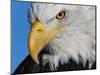 Bald Eagle-W. Perry Conway-Mounted Photographic Print