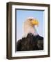Bald Eagle-Chase Swift-Framed Photographic Print