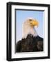 Bald Eagle-Chase Swift-Framed Photographic Print