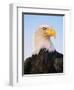 Bald Eagle-Chase Swift-Framed Photographic Print