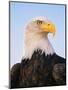 Bald Eagle-Chase Swift-Mounted Photographic Print