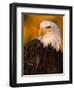 Bald Eagle-W^ Perry Conway-Framed Photographic Print