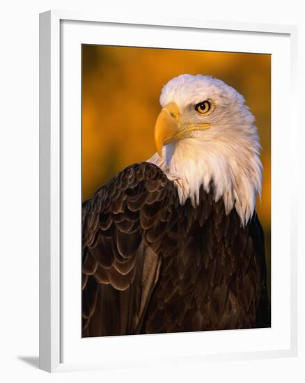 Bald Eagle-W^ Perry Conway-Framed Photographic Print