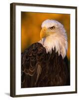 Bald Eagle-W^ Perry Conway-Framed Photographic Print