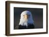 Bald Eagle-Paul Souders-Framed Photographic Print