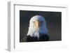 Bald Eagle-Paul Souders-Framed Photographic Print