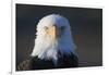 Bald Eagle-Paul Souders-Framed Photographic Print