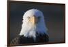 Bald Eagle-Paul Souders-Framed Photographic Print