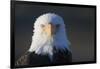 Bald Eagle-Paul Souders-Framed Photographic Print