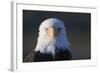 Bald Eagle-Paul Souders-Framed Photographic Print