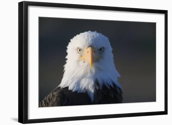 Bald Eagle-Paul Souders-Framed Photographic Print