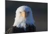 Bald Eagle-Paul Souders-Mounted Photographic Print