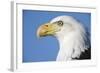 Bald Eagle-Paul Souders-Framed Photographic Print