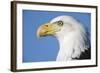 Bald Eagle-Paul Souders-Framed Photographic Print