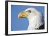 Bald Eagle-Paul Souders-Framed Photographic Print