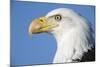 Bald Eagle-Paul Souders-Mounted Photographic Print