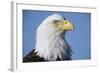 Bald Eagle-Paul Souders-Framed Photographic Print