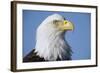 Bald Eagle-Paul Souders-Framed Photographic Print