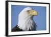 Bald Eagle-Paul Souders-Framed Photographic Print