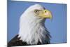 Bald Eagle-Paul Souders-Mounted Photographic Print