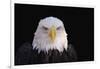 Bald Eagle-W^ Perry Conway-Framed Photographic Print