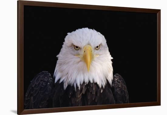 Bald Eagle-W^ Perry Conway-Framed Photographic Print