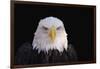 Bald Eagle-W^ Perry Conway-Framed Photographic Print