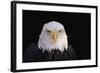 Bald Eagle-W^ Perry Conway-Framed Photographic Print