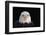 Bald Eagle-W^ Perry Conway-Framed Photographic Print