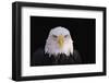 Bald Eagle-W^ Perry Conway-Framed Photographic Print