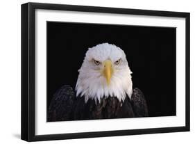 Bald Eagle-W^ Perry Conway-Framed Photographic Print