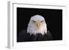 Bald Eagle-W^ Perry Conway-Framed Photographic Print