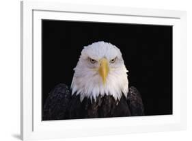 Bald Eagle-W^ Perry Conway-Framed Photographic Print