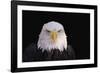 Bald Eagle-W^ Perry Conway-Framed Photographic Print