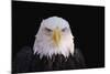 Bald Eagle-W^ Perry Conway-Mounted Photographic Print