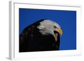 Bald Eagle-W. Perry Conway-Framed Photographic Print